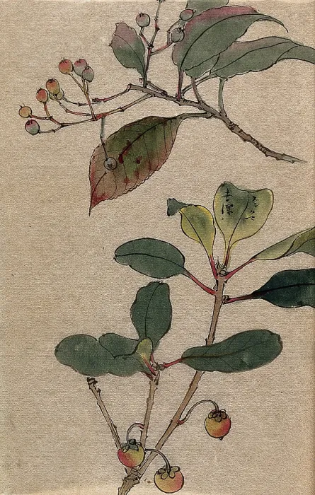 Framed Print : Two fruiting tree branches, possibly a Sorbus and Prunus species. Creator: Unknown Framed Print : Two fruiting tree branches, possibly a Sorbus and Prunus species. Creator: Unknown