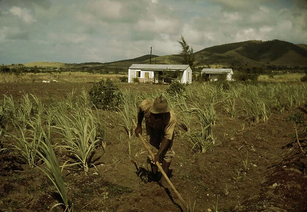 FSA borrower cultivating his sugar cane field, vicinity of Frederiksted, St. Croix, V. I. 1941. Creator: Jack Delano