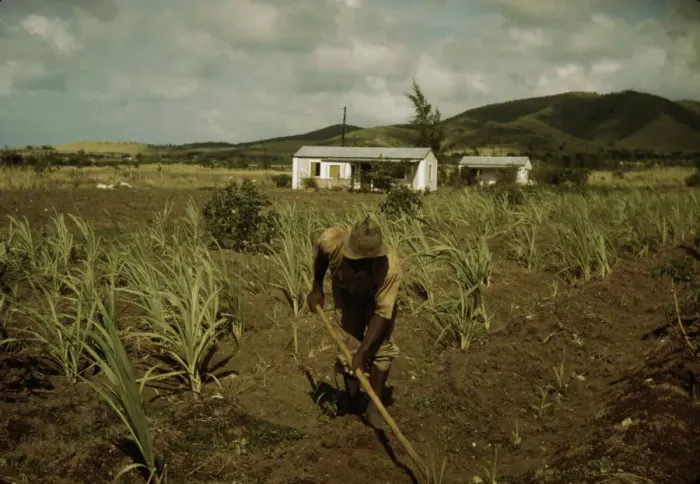 Framed Print : FSA borrower cultivating his sugar cane field, vicinity of Frederiksted, St. Croix, V. I. 1941. Creator: Jack Delano Framed Print : FSA borrower cultivating his sugar cane field, vicinity of Frederiksted, St. Croix, V. I. 1941. Creator: Jack Delano