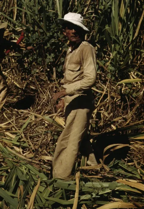 Framed Print : FSA borrower and participant in the sugar cane cooperative, Rio Piedras, Puerto Rico, 1941. Creator: Jack Delano Framed Print : FSA borrower and participant in the sugar cane cooperative, Rio Piedras, Puerto Rico, 1941. Creator: Jack Delano