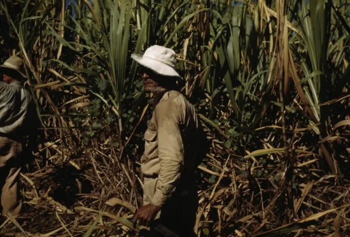 Framed Print : FSA borrower and participant in the sugar cane cooperative, Rio Piedras, Puerto Rico, 1941. Creator: Jack Delano Framed Print : FSA borrower and participant in the sugar cane cooperative, Rio Piedras, Puerto Rico, 1941. Creator: Jack Delano