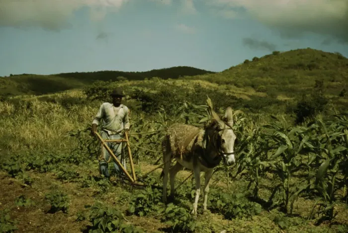 Framed Print : FSA borrower plowing his garden with one of the few plows used on the island, St. Croix, V. I. 1941. Creator: Jack Delano Framed Print : FSA borrower plowing his garden with one of the few plows used on the island, St. Croix, V. I. 1941. Creator: Jack Delano