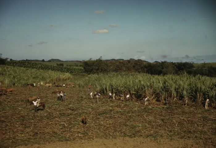 Framed Print : FSA borrowers harvesting sugar cane cooperatively on a farm, vicinity Rio Piedras, Puerto Rico, 1941 Creator: Jack Delano Framed Print : FSA borrowers harvesting sugar cane cooperatively on a farm, vicinity Rio Piedras, Puerto Rico, 1941 Creator: Jack Delano