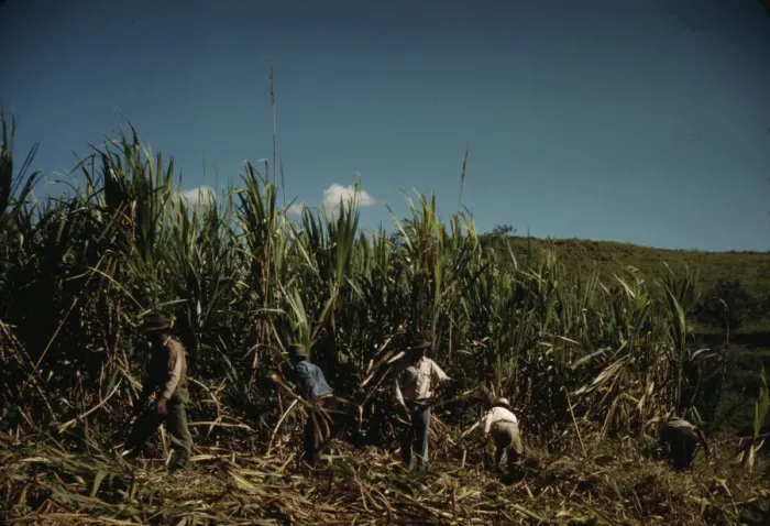 Framed Print : FSA farmers working in a sugar cane field, vicinity of Rio Piedras, Puerto Rico. 1941. Creator: Jack Delano Framed Print : FSA farmers working in a sugar cane field, vicinity of Rio Piedras, Puerto Rico. 1941. Creator: Jack Delano