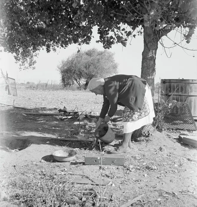 Framed Print : FSA tenant purchase client's herd, near Manteca, California, November 1938. Creator: Dorothea Lange Framed Print : FSA tenant purchase client's herd, near Manteca, California, November 1938. Creator: Dorothea Lange