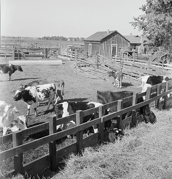 FSA tenant purchase client's herd, near Manteca, California, November 1938. Creator: Dorothea Lange