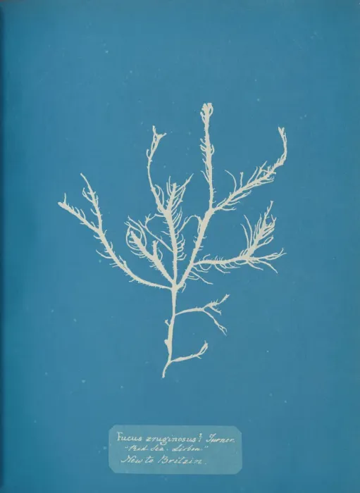 Framed Print : Fucus aeruginosus Turner. Med. Sea Sisbon New to Britain. ca. 1853 Framed Print : Fucus aeruginosus Turner. Med. Sea Sisbon New to Britain. ca. 1853