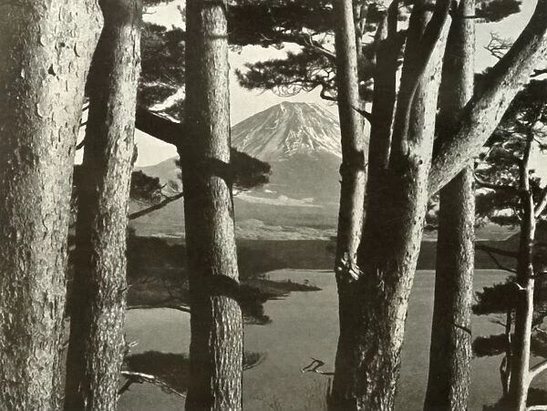 Fuji and the Pine Trees, 1910. Creator: Herbert Ponting