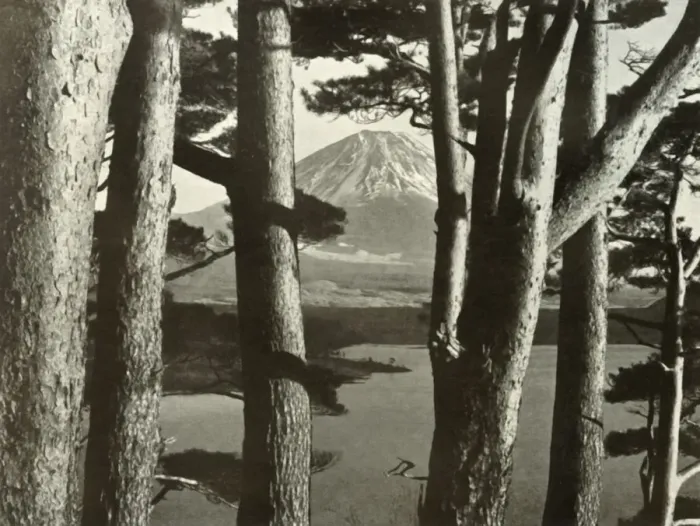 Framed Print : Fuji and the Pine Trees, 1910. Creator: Herbert Ponting Framed Print : Fuji and the Pine Trees, 1910. Creator: Herbert Ponting