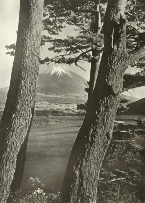 Framed Print : Fuji Through the Pines of Lake Motosu, 1910. Creator: Herbert Ponting Framed Print : Fuji Through the Pines of Lake Motosu, 1910. Creator: Herbert Ponting