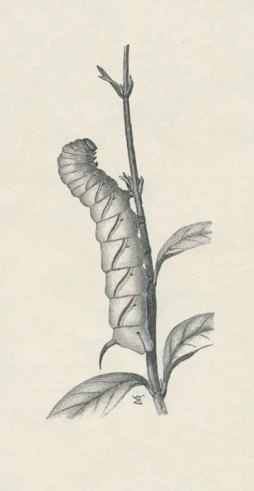 Framed Print : Full-Grown Caterpillar of the Privet Hawk-Moth, Similarly Occupied, c1900, (1910). Artist: Fred Enock Framed Print : Full-Grown Caterpillar of the Privet Hawk-Moth, Similarly Occupied, c1900, (1910). Artist: Fred Enock