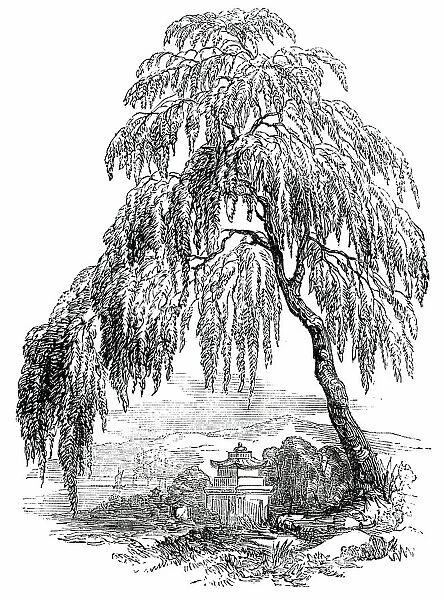 The Funebral Cypress, 1850. Creator: Unknown
