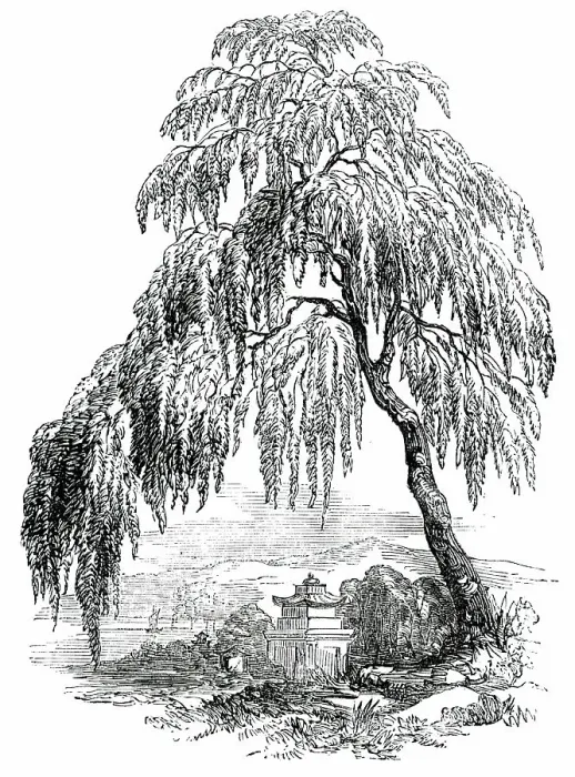Framed Print : The Funebral Cypress, 1850. Creator: Unknown Framed Print : The Funebral Cypress, 1850. Creator: Unknown