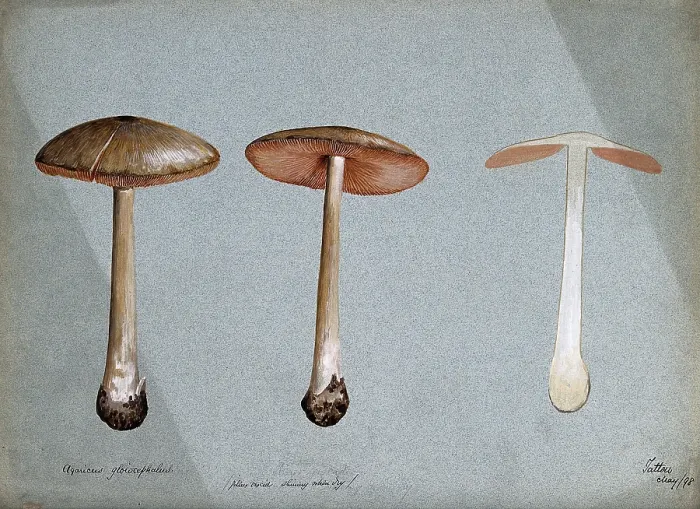 Framed Print : A fungus (Agaricus gloiocephalus): three fruiting bodies, 1898. Creator: Unknown Framed Print : A fungus (Agaricus gloiocephalus): three fruiting bodies, 1898. Creator: Unknown