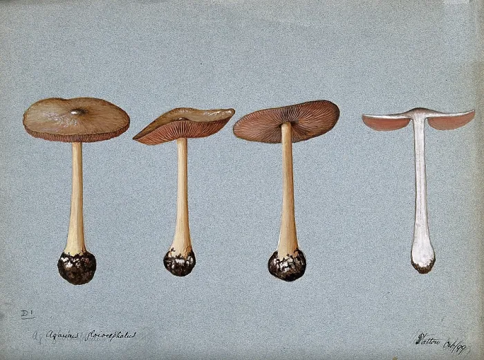 Framed Print : A fungus (Agaricus gloiocephalus): four fruiting bodies, 1899. Creator: Unknown Framed Print : A fungus (Agaricus gloiocephalus): four fruiting bodies, 1899. Creator: Unknown