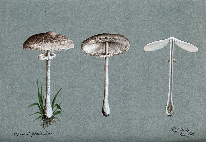 Framed Print : A fungus (Agaricus graciliatus): three fruiting bodies, 1894. Creator: Unknown Framed Print : A fungus (Agaricus graciliatus): three fruiting bodies, 1894. Creator: Unknown