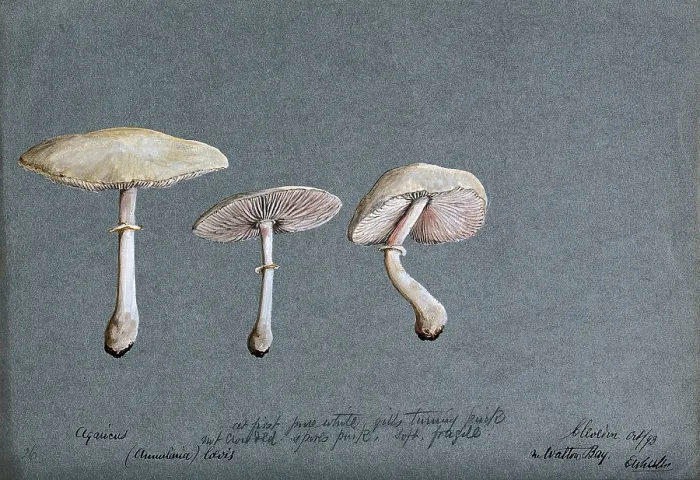 Framed Print : A fungus (Agaricus laevis): three fruiting bodies, 1893. Creator: Edwin Wheeler Framed Print : A fungus (Agaricus laevis): three fruiting bodies, 1893. Creator: Edwin Wheeler