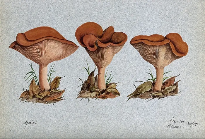 Framed Print : A fungus (Agaricus lobatus?): three fruiting bodies, 1888. Creator: R Baker Framed Print : A fungus (Agaricus lobatus?): three fruiting bodies, 1888. Creator: R Baker