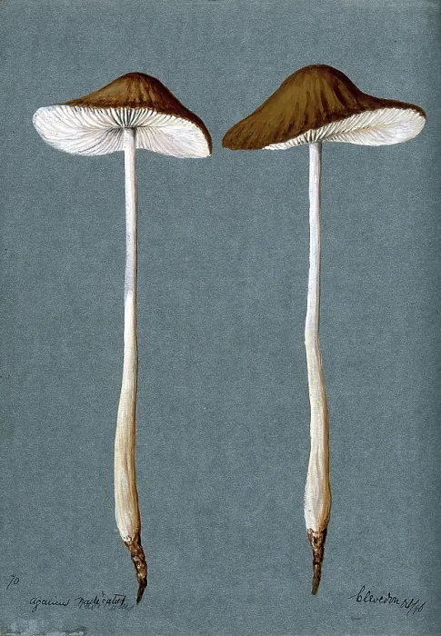 Framed Print : A fungus (Agaricus radicatus?): two fruiting bodies, 1896. Creator: Unknown Framed Print : A fungus (Agaricus radicatus?): two fruiting bodies, 1896. Creator: Unknown