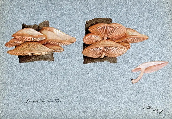 Framed Print : A fungus (Agaricus subpalmatus?): groups of fruiting bodies on wood, 1897. Creator: Unknown Framed Print : A fungus (Agaricus subpalmatus?): groups of fruiting bodies on wood, 1897. Creator: Unknown