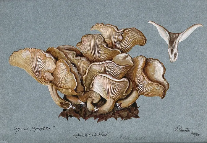 Framed Print : A fungus (Clitocybe phyllophila) growing on soil, 1898. Creator: Unknown Framed Print : A fungus (Clitocybe phyllophila) growing on soil, 1898. Creator: Unknown