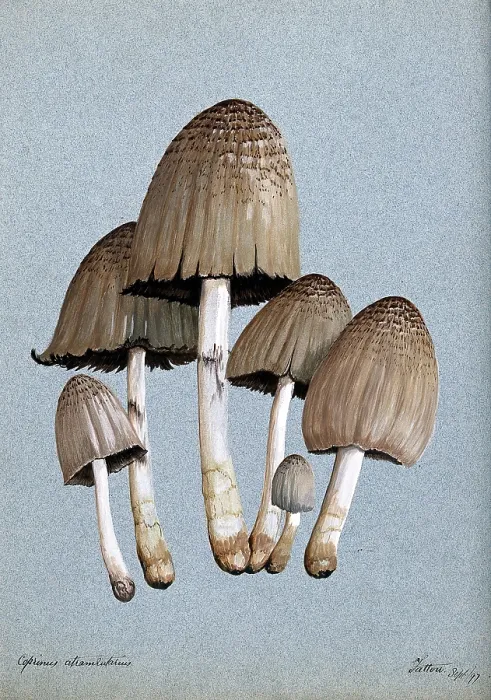 Framed Print : A fungus (Coprinus atramentarius): six fruiting bodies, 1897. Creator: Unknown Framed Print : A fungus (Coprinus atramentarius): six fruiting bodies, 1897. Creator: Unknown