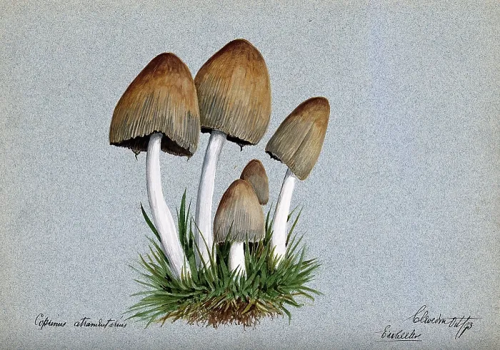 Framed Print : A fungus (Coprinus atramentarius): five fruiting bodies in grass, 1893. Creator: Edwin Wheeler Framed Print : A fungus (Coprinus atramentarius): five fruiting bodies in grass, 1893. Creator: Edwin Wheeler