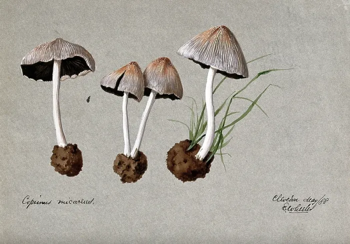 Framed Print : A fungus (Coprinus micaceus): four fruiting bodies, 1888. Creator: Edwin Wheeler Framed Print : A fungus (Coprinus micaceus): four fruiting bodies, 1888. Creator: Edwin Wheeler