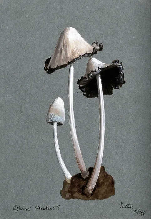 Framed Print : A fungus (Coprinus niveus): three fruiting bodies, 1899. Creator: Unknown Framed Print : A fungus (Coprinus niveus): three fruiting bodies, 1899. Creator: Unknown