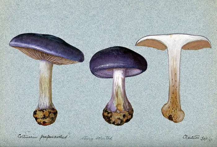 Framed Print : A fungus (Cortinarius purpurascens?): three fruiting bodies, one sectioned, 1897. Creator: Unknown Framed Print : A fungus (Cortinarius purpurascens?): three fruiting bodies, one sectioned, 1897. Creator: Unknown