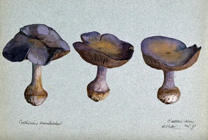 Framed Print : A fungus (Cortinarius species): three fruiting bodies, 1893. Creator: R Baker Framed Print : A fungus (Cortinarius species): three fruiting bodies, 1893. Creator: R Baker
