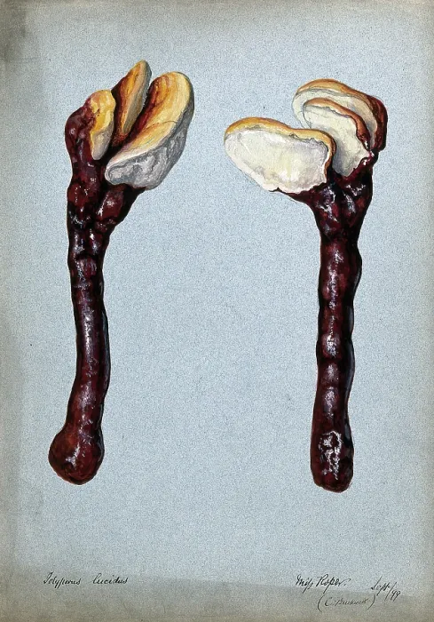 Framed Print : A fungus (Ganoderma lucidum): two fruiting bodies, 1899. Creator: C Bucknall