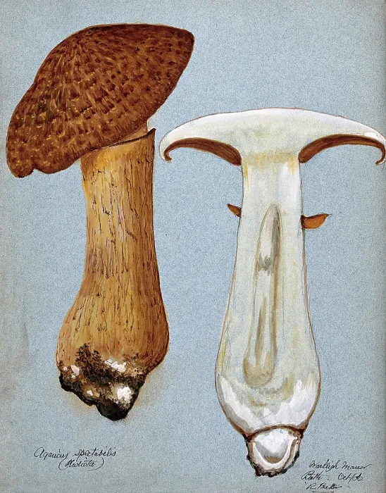 Framed Print : A fungus (Gymnopilus junonius): two fruiting bodies, one sectioned, 1906. Creator: R Baker Framed Print : A fungus (Gymnopilus junonius): two fruiting bodies, one sectioned, 1906. Creator: R Baker