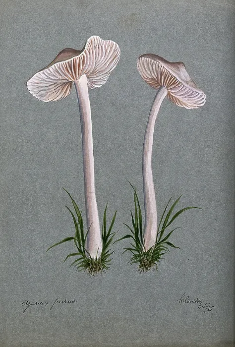 Framed Print : A fungus (Mycena pura): two fruiting bodies, 1885. Creator: Unknown Framed Print : A fungus (Mycena pura): two fruiting bodies, 1885. Creator: Unknown