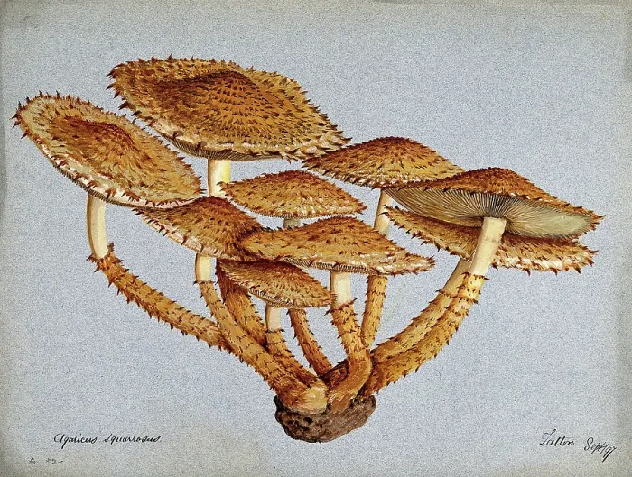 Framed Print : A fungus (Pholiota squarrosa), 1897. Creator: Unknown Framed Print : A fungus (Pholiota squarrosa), 1897. Creator: Unknown