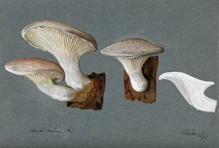 Framed Print : A fungus (Pleurotus dryinus): three fruiting bodies, 1896. Creator: Unknown Framed Print : A fungus (Pleurotus dryinus): three fruiting bodies, 1896. Creator: Unknown