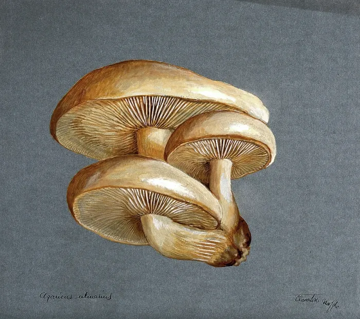 Framed Print : A fungus (Pleurotus ulmarius): a group of fruiting bodies, 1896. Creator: Unknown Framed Print : A fungus (Pleurotus ulmarius): a group of fruiting bodies, 1896. Creator: Unknown