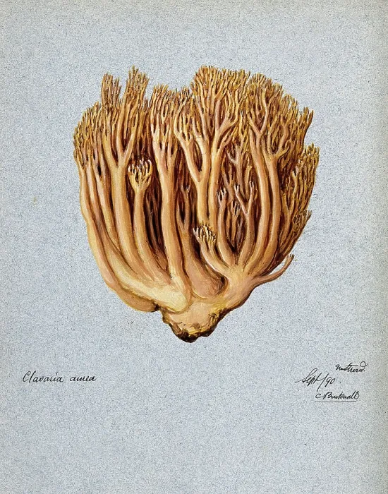 Framed Print : A fungus (Ramaria aurea): fruiting body, 1890. Creator: C Bucknall Framed Print : A fungus (Ramaria aurea): fruiting body, 1890. Creator: C Bucknall