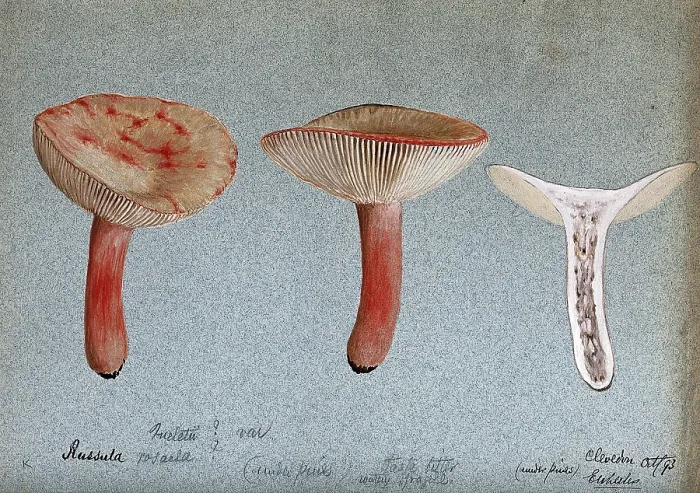 Framed Print : A fungus (Russula queletii?): three fruiting bodies, one sectioned, 1893. Creator: Edwin Wheeler Framed Print : A fungus (Russula queletii?): three fruiting bodies, one sectioned, 1893. Creator: Edwin Wheeler