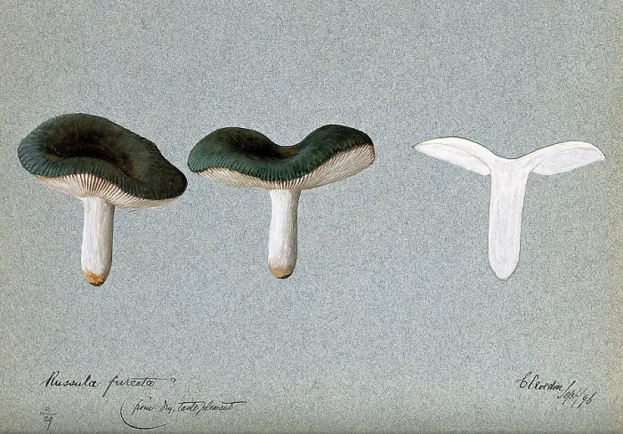 Framed Print : A fungus (Russula species): three fruiting bodies, one sectioned, 1896. Creator: Unknown Framed Print : A fungus (Russula species): three fruiting bodies, one sectioned, 1896. Creator: Unknown
