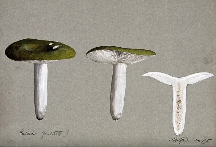 Framed Print : A fungus (Russula species): three fruiting bodies, one sectioned, 1895. Creator: Unknown Framed Print : A fungus (Russula species): three fruiting bodies, one sectioned, 1895. Creator: Unknown