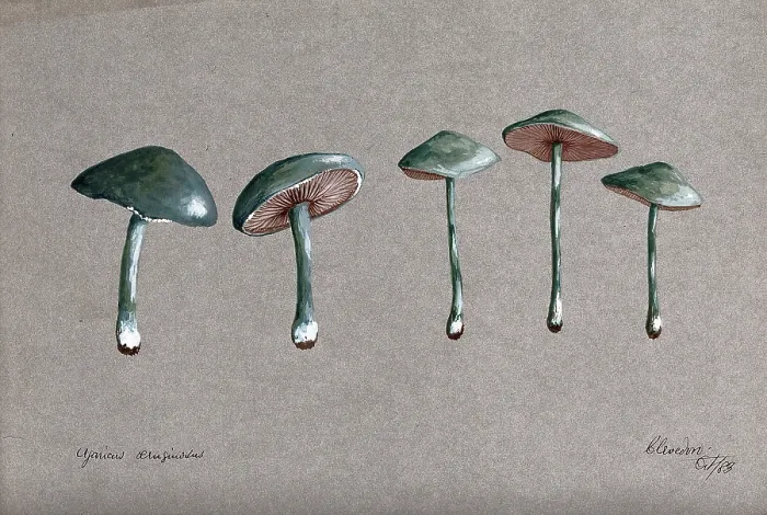 Framed Print : A fungus (Stropharia aeruginosa): five fruiting bodies, 1883. Creator: Unknown Framed Print : A fungus (Stropharia aeruginosa): five fruiting bodies, 1883. Creator: Unknown