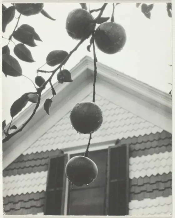 Framed Print : Gable and Apples, 1922. Creator: Alfred Stieglitz Framed Print : Gable and Apples, 1922. Creator: Alfred Stieglitz