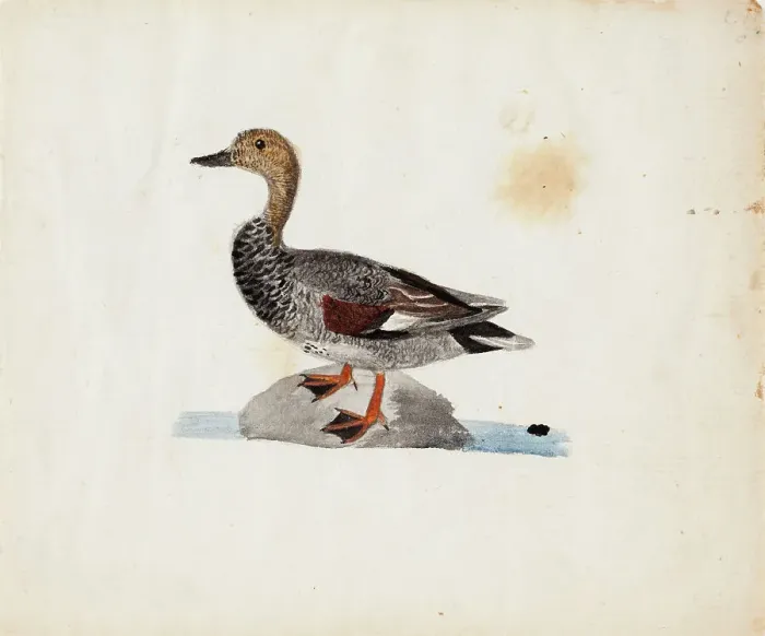 Framed Print : Gadwall, 1830-1831. Creator: Ferdinand von Wright