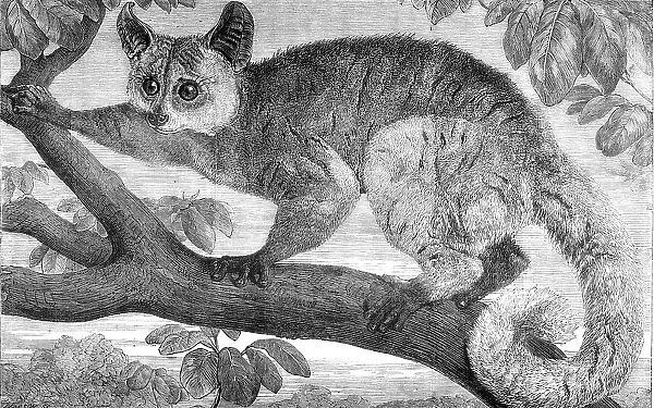 The Galago, brought by Dr. Livingstone from South Africa for the Zoological Society's..., 1864. Creator: Pearson