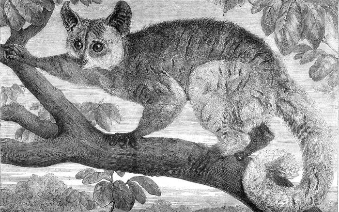 Framed Print : The Galago, brought by Dr. Livingstone from South Africa for the Zoological Society's... 1864. Creator: Pearson Framed Print : The Galago, brought by Dr. Livingstone from South Africa for the Zoological Society's... 1864. Creator: Pearson