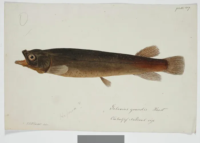 Framed Print : Galaxias grandis, Haast, 1872. Creator: James Francis McCardell Framed Print : Galaxias grandis, Haast, 1872. Creator: James Francis McCardell