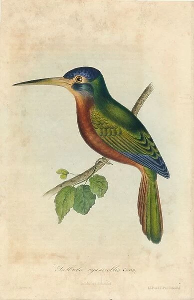 Galbula cyanicollis. Cassin, 1850s. Creators: John T. Bowen, William E. Hitchcock