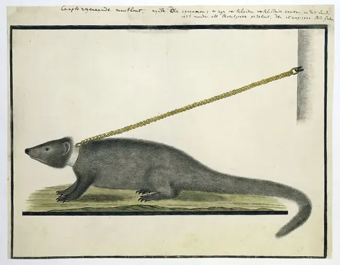 Framed Print : Galerella pulverulenta or Herpestes pulverulentus (Cape gray mongoose), 1777. Creator: Robert Jacob Gordon Framed Print : Galerella pulverulenta or Herpestes pulverulentus (Cape gray mongoose), 1777. Creator: Robert Jacob Gordon