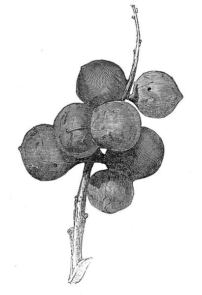 Gall-nuts upon oak trees in Devon, 1857. Creator: Unknown